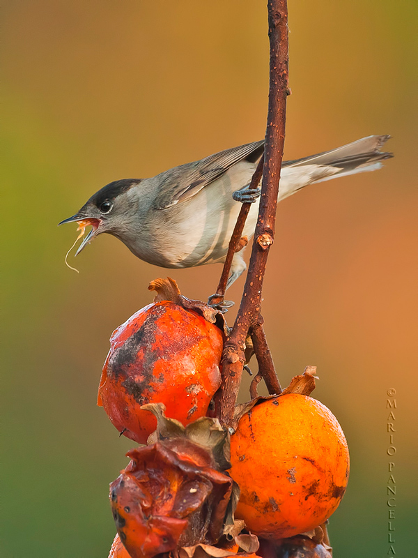 CAPINERA - Sylvia atricapilla